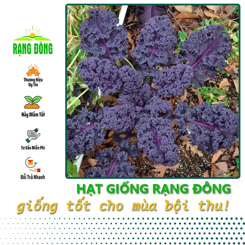 Hạt giống Cải Kale Tím - Hạt giống Cải Xoăn Kale Tím trồng quanh năm (gói 1 gr) - Hạt giống Rạng Đông