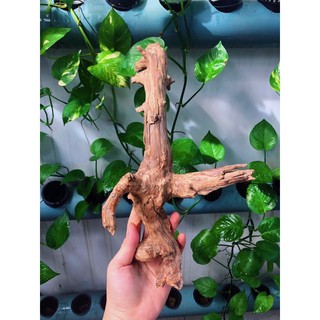 LŨA TRANG TRÍ SET UP HỒ NUÔI ỐC MƯỢN HỒN