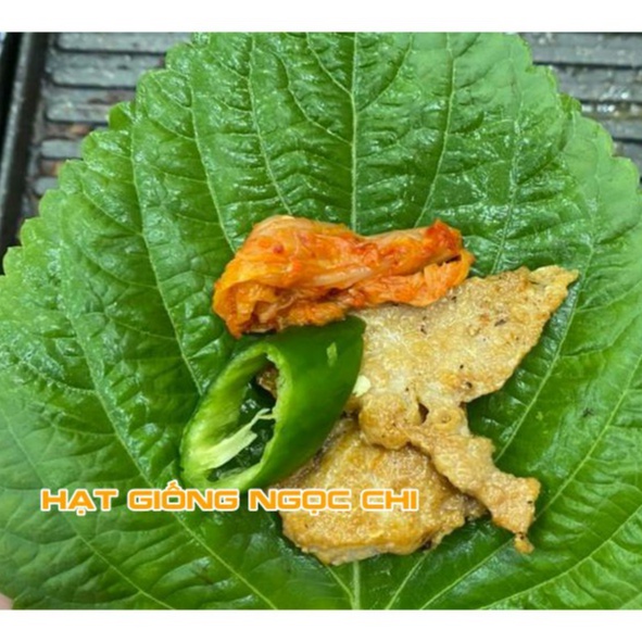 Hạt Giống Lá Mè Hàn Quốc (Rau Thơm Mè/Vừng Hàn Quốc) Chuyên Ăn Nướng