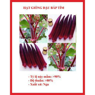 40 Hạt giống đậu bắp tím đậu băp tím