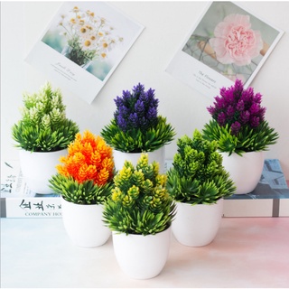 Combo Hoa và chậu cây trang trí