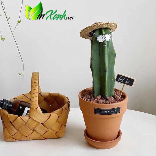 Chậu đất nung màu nâu đất trồng cây 15cm