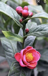 Hải đường hom 10 cây