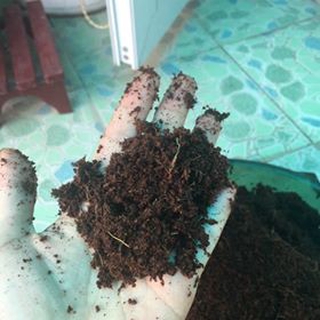 Mụn dừa ép bánh
