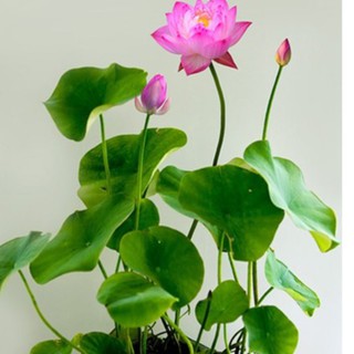  Hạt giống sen mini Nhật nhiều màu ( gói 5 hạt )