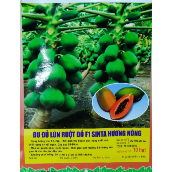 HẠT ĐU ĐỦ SIÊU LÙN RUỘT ĐỎ F1 SINTA - GÓI 10 HẠT