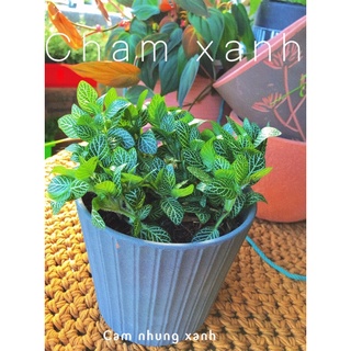 Cây cẩm nhung xanh chậu lớn