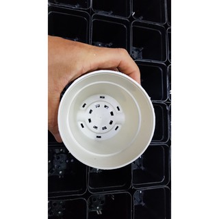 Chậu tròn 10x10 trắng (Set 10 cái)