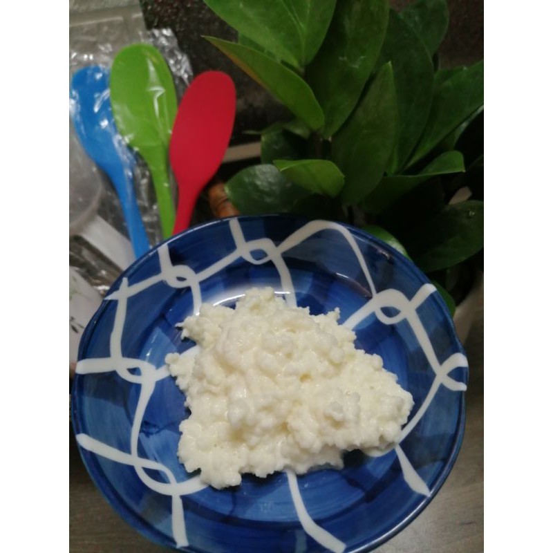 Nấm sữa kefir