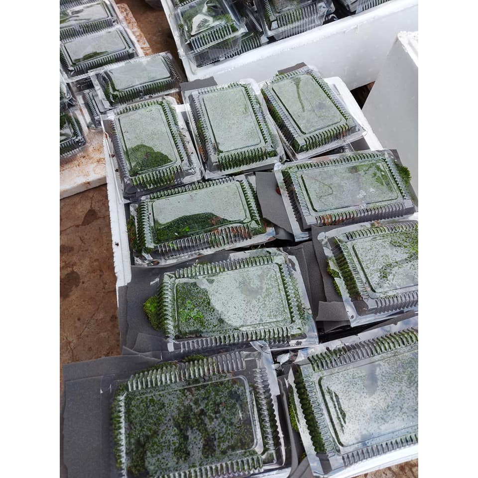 RÊU MINIFISS LÁ NƯỚC | Mini fiss TRẢI NỀN HỒ THUỶ SINH