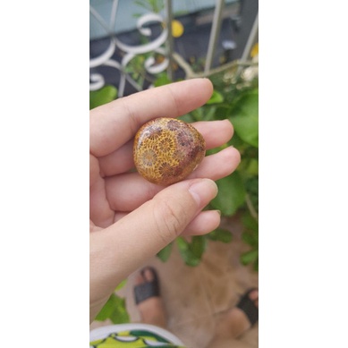 San hô hóa thạch