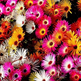 200h hạt giống hoa mười giờ châu phi mix màu