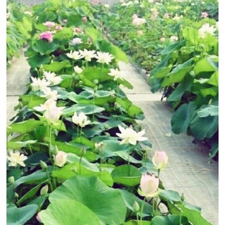 5 HẠT GIỐNG HOA SEN MINI NHẬT