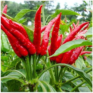 Hạt Giống Ớt Chỉ Thiên F1