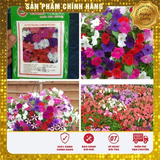 Hạt Giống Hoa Dạ Yến Thảo Mix (100 hạt)