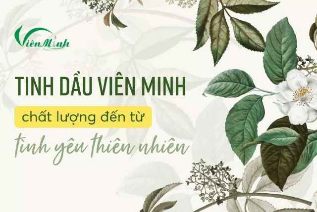 Combo sỉ tinh dầu tràm Viên Minh BG