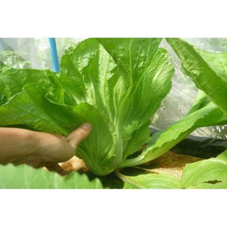 HẠT GIỐNG CẢI BẸ ĐÔNG DƯ