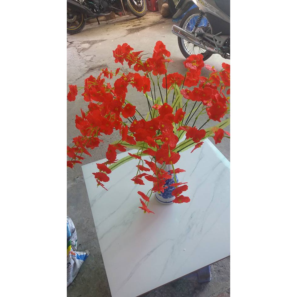 Bộ cánh hoa lan vũ nữ