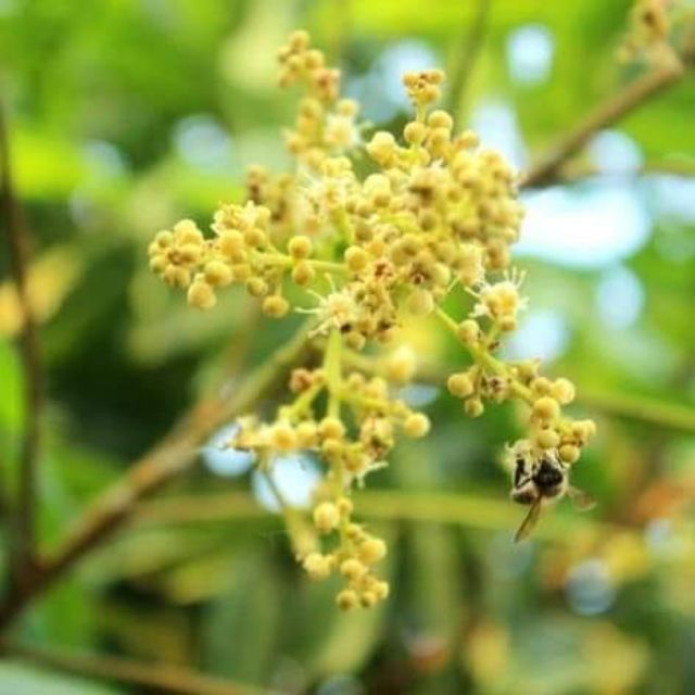 Mật ong hoa nhãn Bến Tre