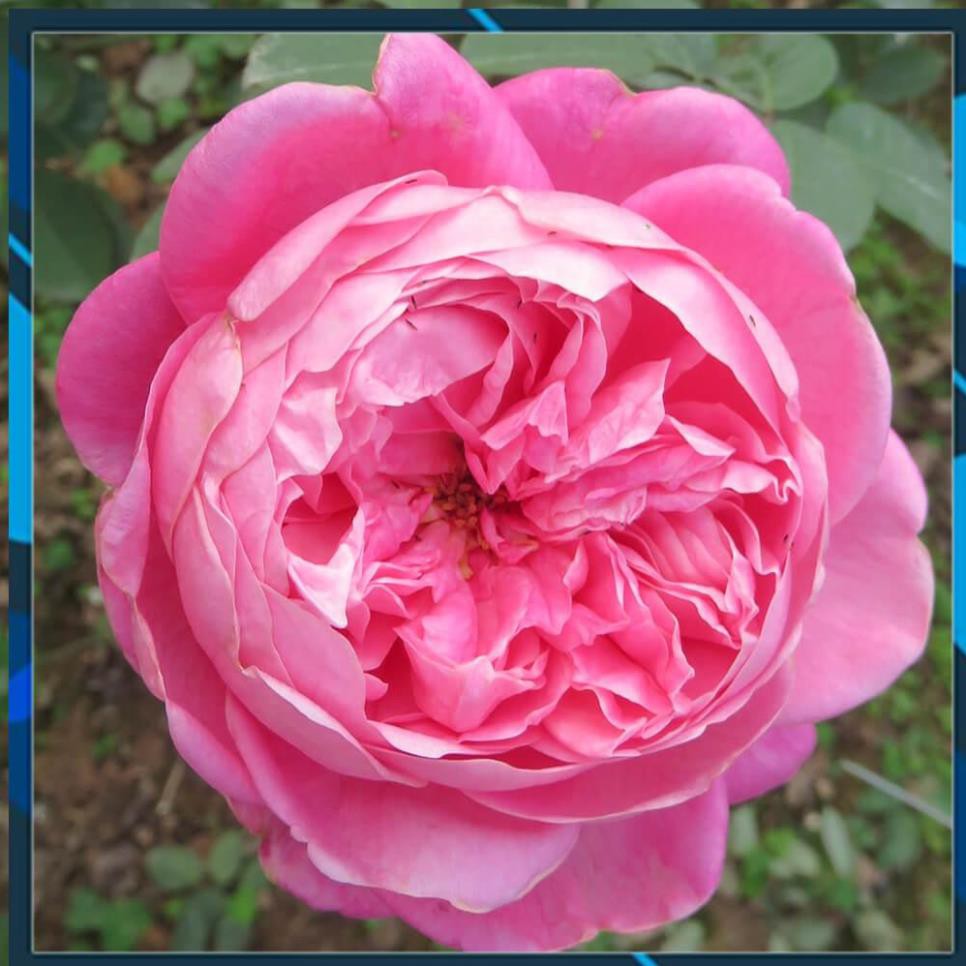[BÁN CHẠY] BẦU GIỐNG Hoa hồng cổ Sapa – Hoa hồng rực rỡ xứ Tây Bắc, bầu cây giống hàng dâm cành từ nguyên bản cây mẹ