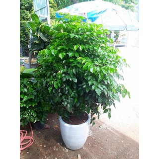 Cây hạnh phúc để bàn mini 🌴Mua 4 tặng 1 cây bất kì🌴
