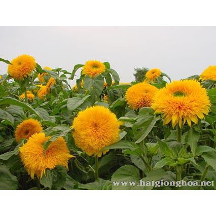 Hạt Giống Hoa Hướng Dương Kép