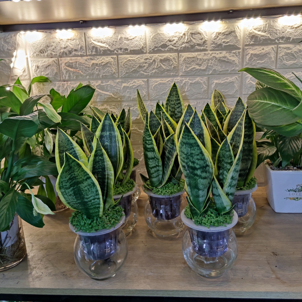 cây lưỡi hổ thủy sinh nền cỏ chậu thủy tinh cao cấp ,cây phong thủy lọc không khí trấn trạch cao 30-35cm