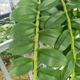 combo 3 ki phi điệp lá mít pù luông