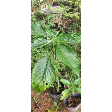 Cây  hoa đông hầu.cây bầu hình 2,3