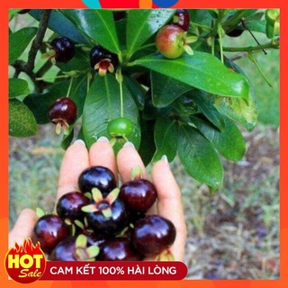 Cây Giống Cherry Brazil ( 3 Cây ) Cây Nhiệt Đới Chịu Nhiệt Giống Mới Có Quả Chỉ Sau 12 Tháng Trồng