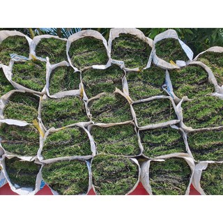 Cỏ nhung nhật, cỏ lót thảm