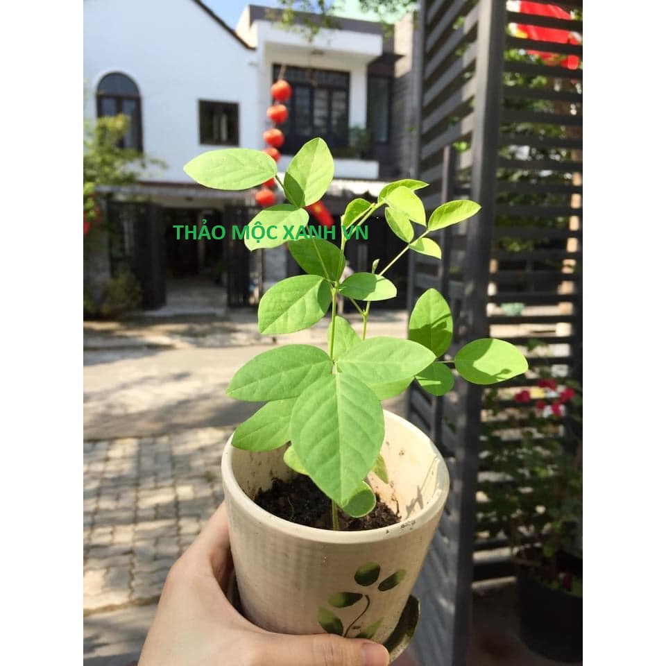 [40 HẠT] Hạt giống Hoa Đậu Biếc Kép Dễ Chăm Sóc