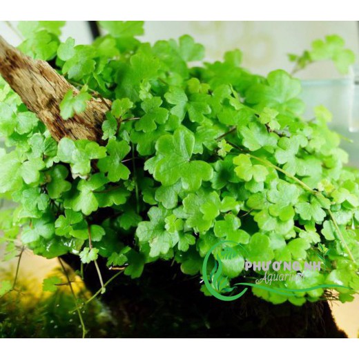 Cây Rau má hương