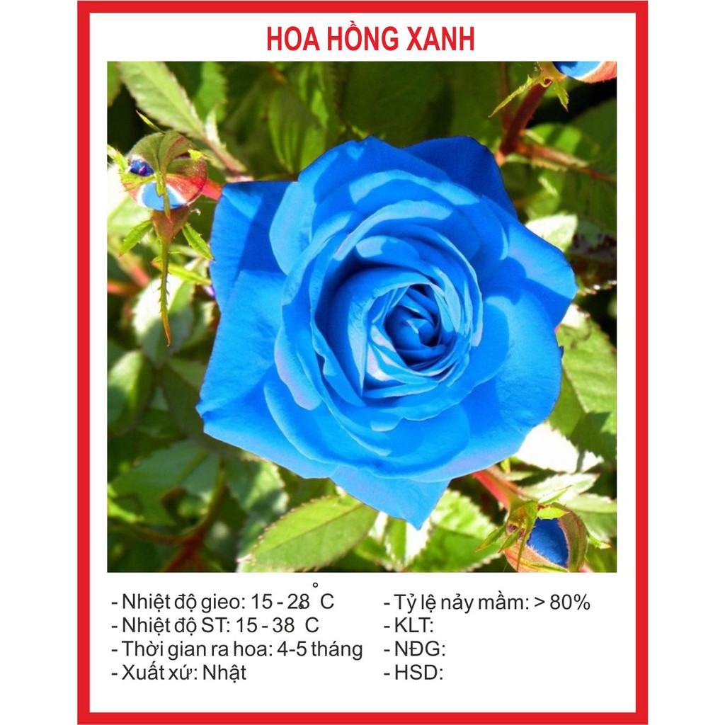 Hạt giống Hoa Hồng Xanh 10 Hạt