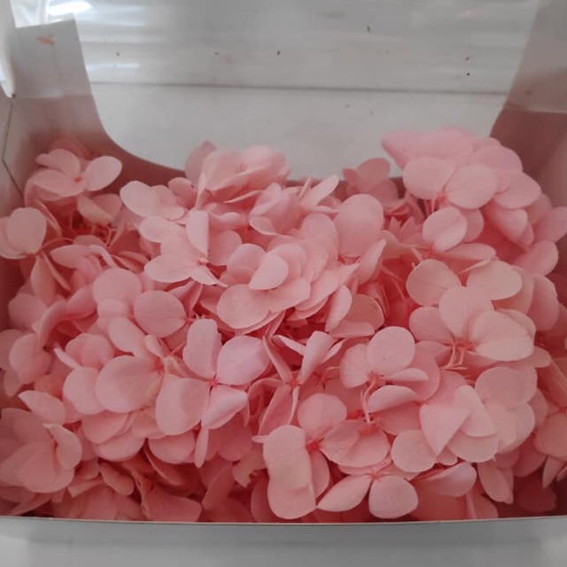 Hoa tú cầu khô các màu