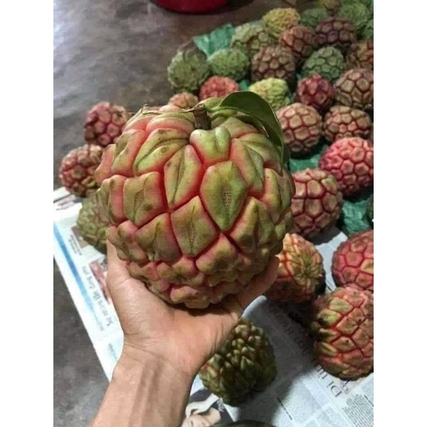 Na Rừng Tây Nguyên tươi