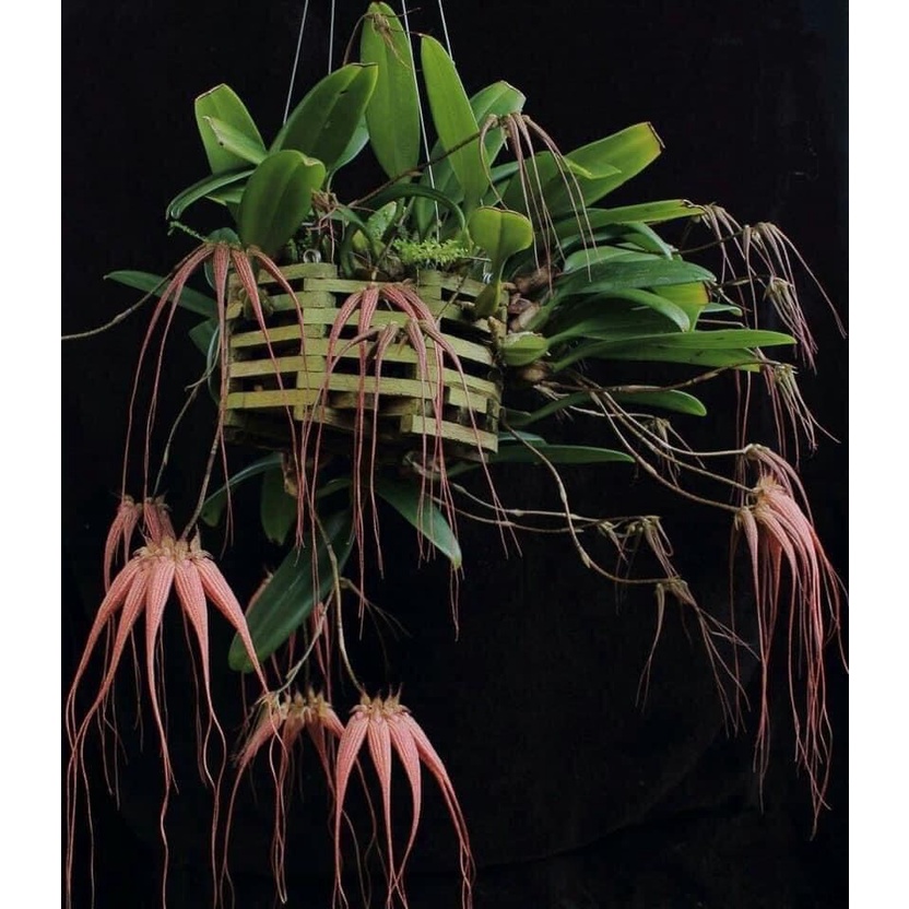 Hoa Lan râu tiên HOA TẾT