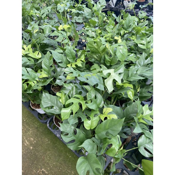 Chậu cứng Monstera mini