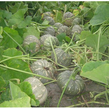 Hạt giống bí đỏ tròn lai f1 , đóng gói 1gr