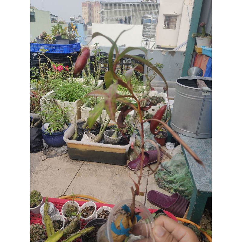 Cây nắp ấm bắt muỗi ruồi kiến bao dễ trồng