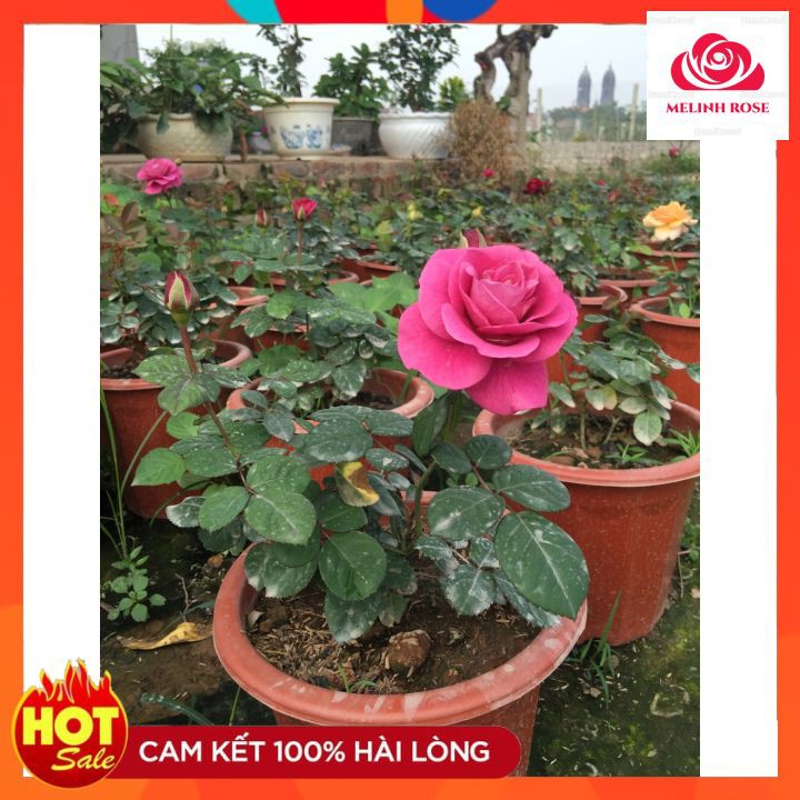 Hoa Hồng Tezza Cam Cá Hồi và Tezaa tímHồng Tezza là loại hoa hồng bụi, Cây Hoa Hồng Tezza Cam Cá Hồi