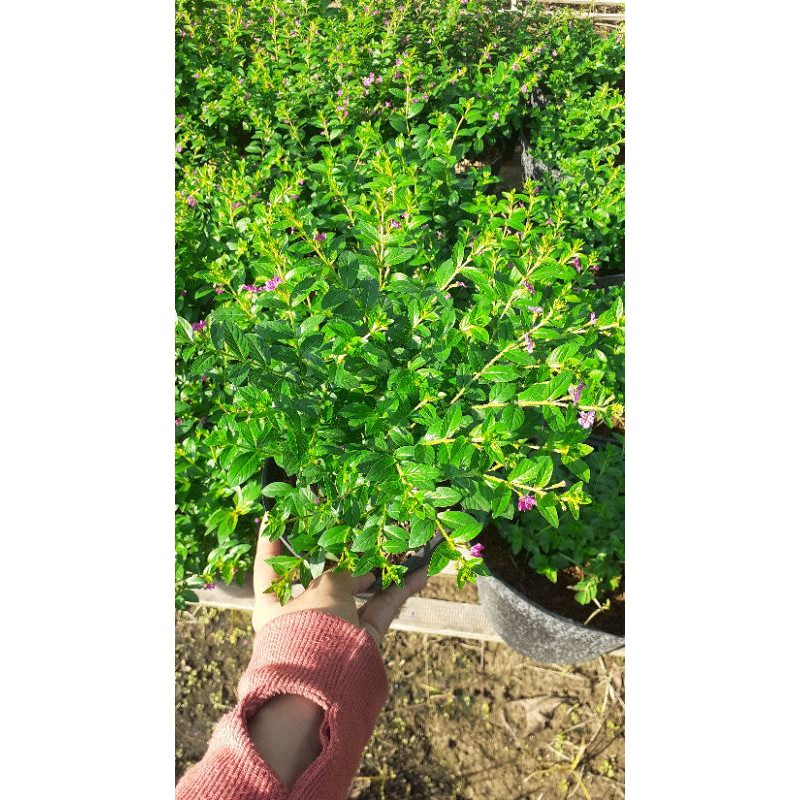Cây cẩm tú mai