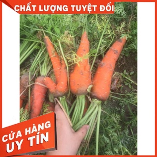HẠT GIỐNG CÀ RỐT MÙA HÈ CAM SUNY F1