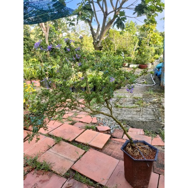 Linh sam 86 dáng bay như hình