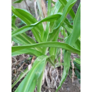 Cây giống trinh nữ hoàng cung. 1 cây
