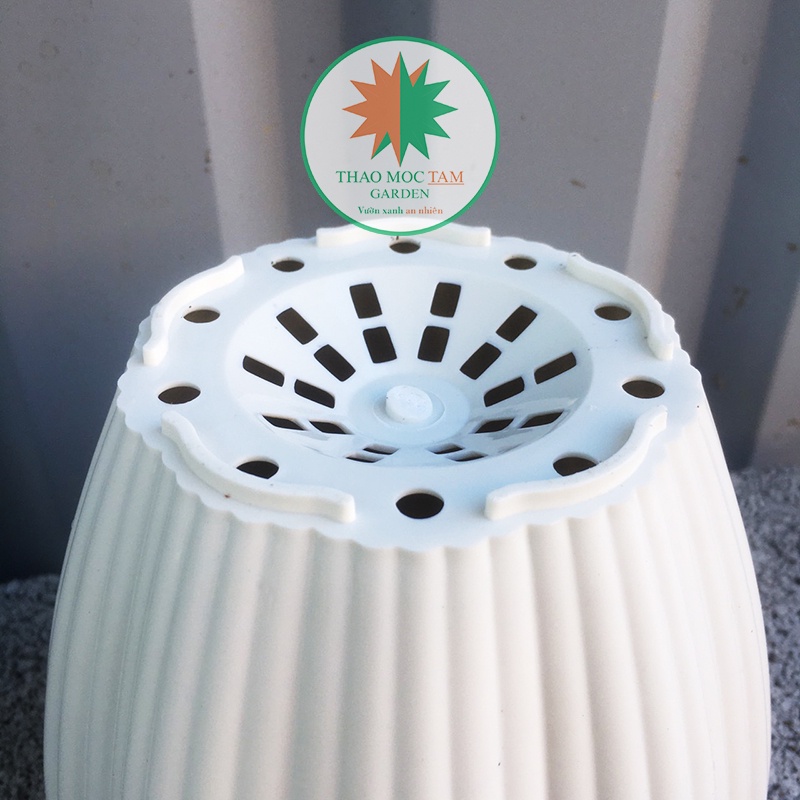 Chậu Hoa Mai 15x13cm – Chậu nhựa trắng dày đẹp, trồng cây trồng hoa trang trí