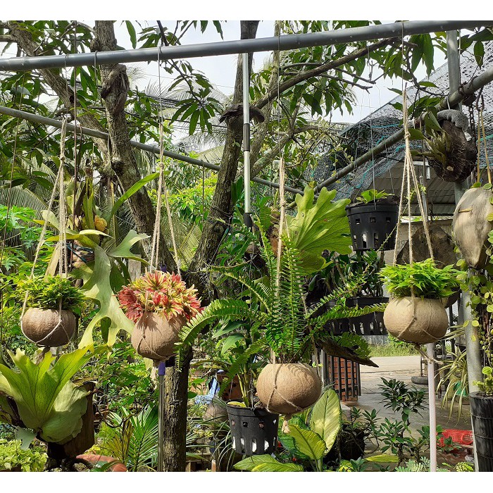 Chậu treo trồng hoa Gáo Dừa dây đan| YESCOCO XUỎNG SẢN XUẤT