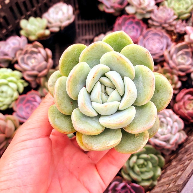 Sen đá mặt trăng szie bầu
