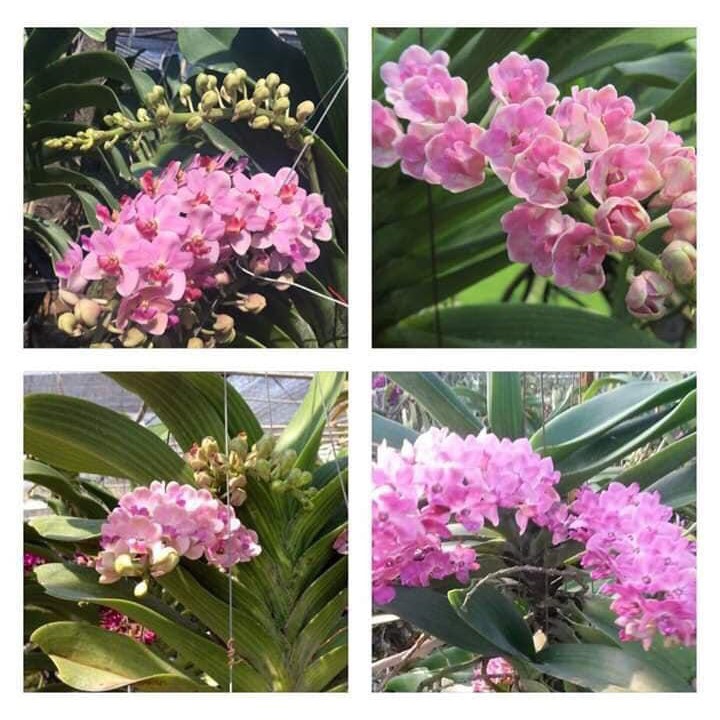 ĐAI CHÂU HỒNG CÁNH SEN CÂY GIỐNG