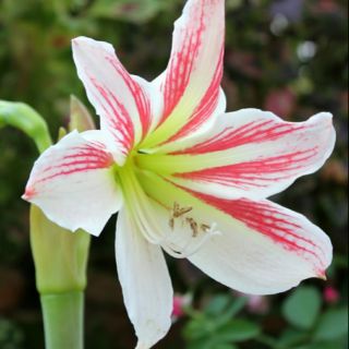 Củ hoa huệ combo 2 màu 4 củ